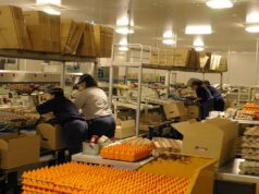 Egg Packing Jobs in Dubai with Visa Sponsorship 2024-2025